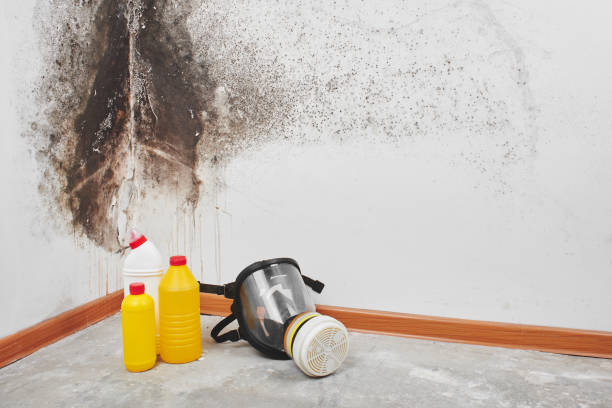 Reliable Mount Joy, PA Mold Remediation Solutions