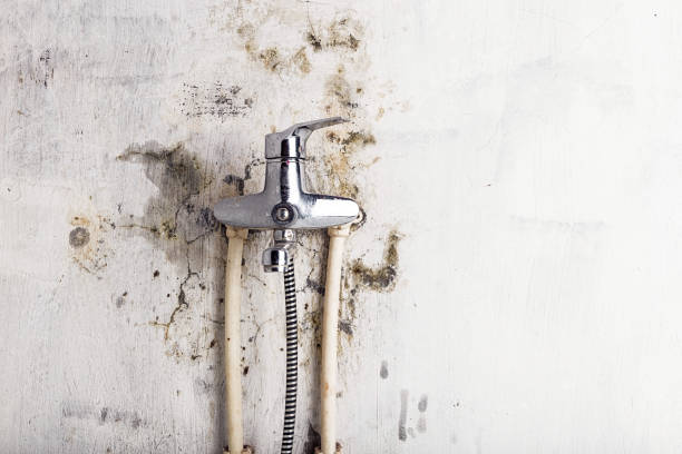 Best DIY Mold Remediation Support Services in Mount Joy, PA