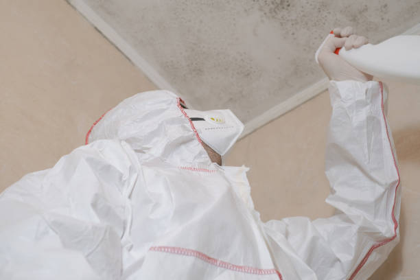 Best Post-Flood Mold Remediation in Mount Joy, PA