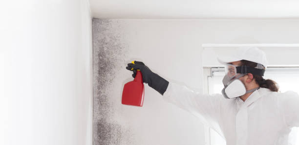 Best Bathroom Mold Remediation in Mount Joy, PA