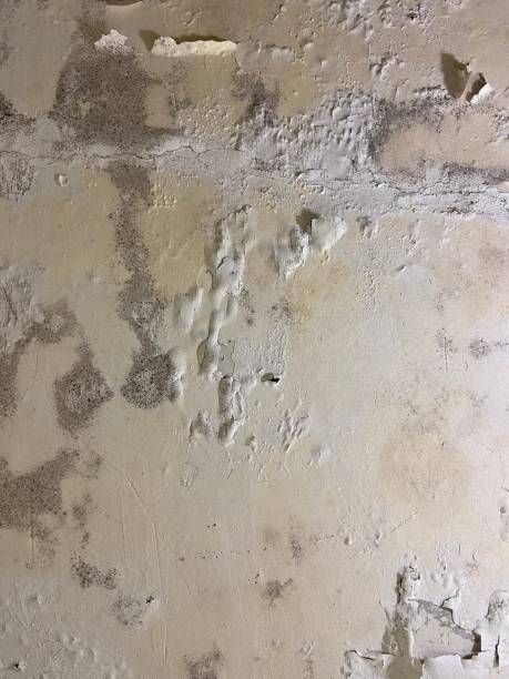Best Industrial Mold Remediation in Mount Joy, PA
